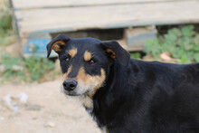 SANSATWO, Hund, Mischlingshund in Spanien - Bild 3