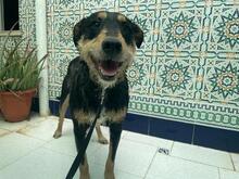 SANSATWO, Hund, Mischlingshund in Spanien - Bild 4