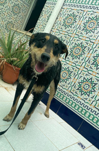 SANSATWO, Hund, Mischlingshund in Spanien - Bild 5