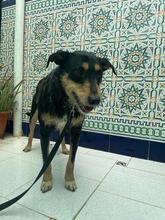 SANSATWO, Hund, Mischlingshund in Spanien - Bild 6