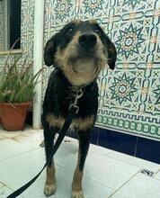 SANSATWO, Hund, Mischlingshund in Spanien - Bild 7