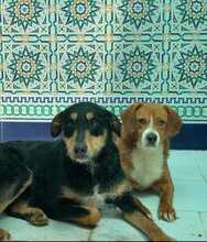 SANSATWO, Hund, Mischlingshund in Spanien - Bild 8