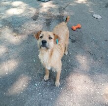 DONUT, Hund, Mischlingshund in Bulgarien - Bild 2