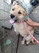 DONUT, Hund, Mischlingshund in Bulgarien - Bild 3