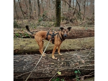 ELVIS, Hund, Mischlingshund in Geiselwind - Bild 10