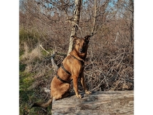 ELVIS, Hund, Mischlingshund in Geiselwind - Bild 12