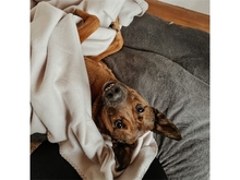 ELVIS, Hund, Mischlingshund in Geiselwind - Bild 16