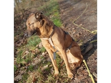 ELVIS, Hund, Mischlingshund in Geiselwind - Bild 7