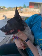 NOA, Hund, Mischlingshund in Spanien - Bild 3