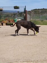 NOA, Hund, Mischlingshund in Spanien - Bild 6