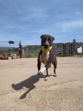 NOA, Hund, Mischlingshund in Spanien - Bild 8
