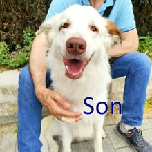 SON, Hund, Mischlingshund in Duingen
