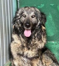 YARA, Hund, Mischlingshund in Rumänien