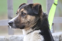 BERRY, Hund, Mischlingshund in Mengkofen - Bild 3