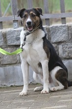 BERRY, Hund, Mischlingshund in Mengkofen - Bild 4