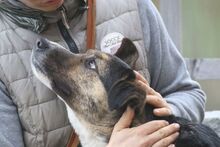 BERRY, Hund, Mischlingshund in Mengkofen - Bild 5