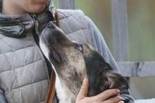BERRY, Hund, Mischlingshund in Mengkofen - Bild 6