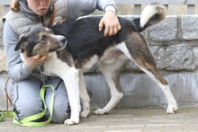 BERRY, Hund, Mischlingshund in Mengkofen - Bild 8