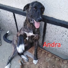 ANDRA, Hund, Mischlingshund in Bulgarien - Bild 1