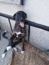 ANDRA, Hund, Mischlingshund in Bulgarien - Bild 3