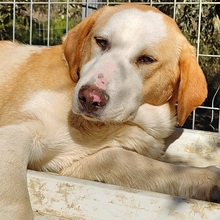 SAMU, Hund, Mischlingshund in Griechenland - Bild 1