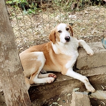 SAMU, Hund, Mischlingshund in Griechenland - Bild 10