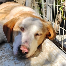 SAMU, Hund, Mischlingshund in Griechenland - Bild 11