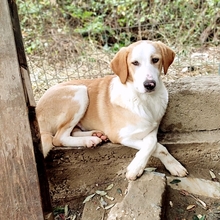 SAMU, Hund, Mischlingshund in Griechenland - Bild 12