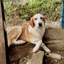 SAMU, Hund, Mischlingshund in Griechenland - Bild 13