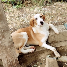 SAMU, Hund, Mischlingshund in Griechenland - Bild 14