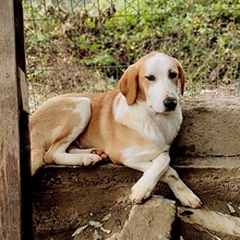 SAMU, Hund, Mischlingshund in Griechenland - Bild 2