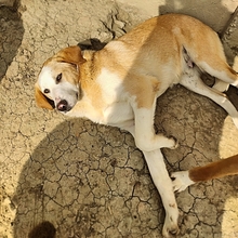 SAMU, Hund, Mischlingshund in Griechenland - Bild 3