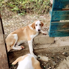 SAMU, Hund, Mischlingshund in Griechenland - Bild 4