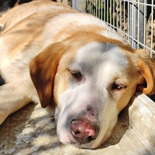 SAMU, Hund, Mischlingshund in Griechenland - Bild 5