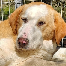 SAMU, Hund, Mischlingshund in Griechenland - Bild 7
