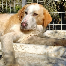 SAMU, Hund, Mischlingshund in Griechenland - Bild 8