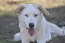 SILAS, Hund, Mischlingshund in Griechenland - Bild 1