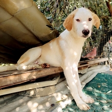 SILAS, Hund, Mischlingshund in Griechenland - Bild 10