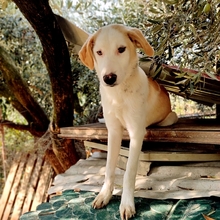 SILAS, Hund, Mischlingshund in Griechenland - Bild 11