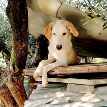 SILAS, Hund, Mischlingshund in Griechenland - Bild 12
