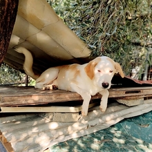 SILAS, Hund, Mischlingshund in Griechenland - Bild 13