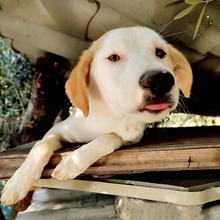 SILAS, Hund, Mischlingshund in Griechenland - Bild 14