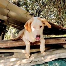 SILAS, Hund, Mischlingshund in Griechenland - Bild 15