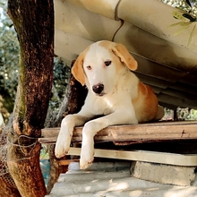 SILAS, Hund, Mischlingshund in Griechenland - Bild 16