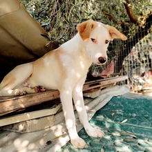 SILAS, Hund, Mischlingshund in Griechenland - Bild 17