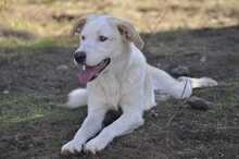 SILAS, Hund, Mischlingshund in Griechenland - Bild 2