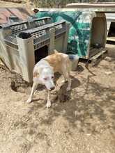 SILAS, Hund, Mischlingshund in Griechenland - Bild 8