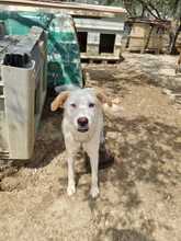 SILAS, Hund, Mischlingshund in Griechenland - Bild 9