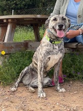CARLY, Hund, Mischlingshund in Lohr - Bild 1