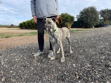 CARLY, Hund, Mischlingshund in Lohr - Bild 17
